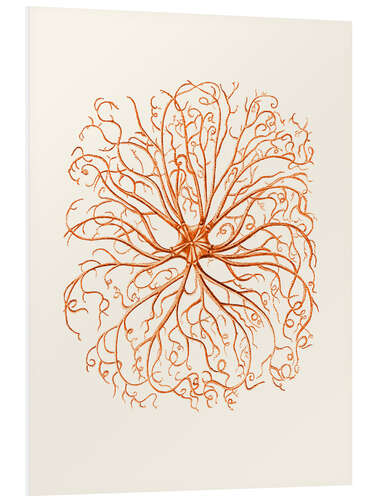 Foam board print Coral, tentacles