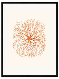 Framed art print Coral, tentacles