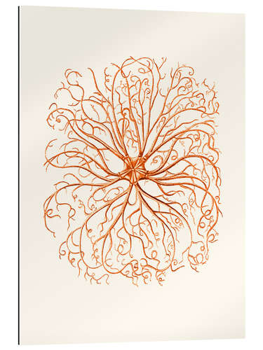 Gallery print Coral, tentacles