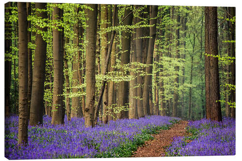 Canvas print The blue carpet