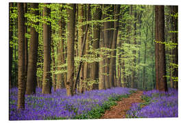 Magnettafel Der blaue Teppich