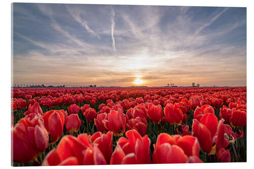 Acrylglasbild Tulpen Sonnenuntergang Landschaft