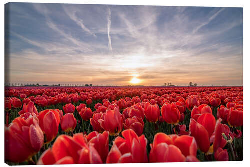 Quadro em tela Tulips sunset landscape