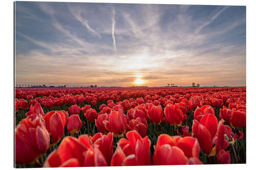 Gallery print Tulips sunset landscape