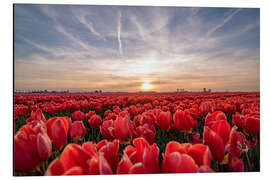 Magnettafel Tulpen Sonnenuntergang Landschaft