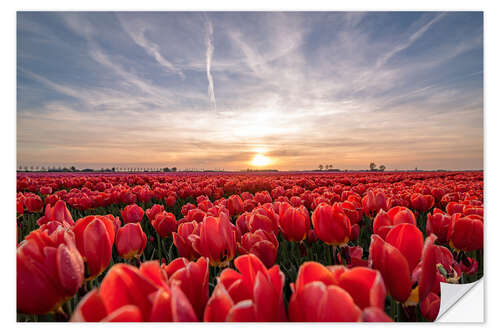 Selvklebende plakat Tulips sunset landscape