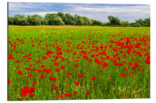 Aluminium print Mohnlandschaft