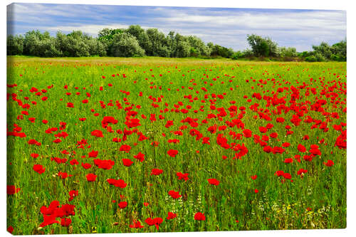 Canvas print Mohnlandschaft