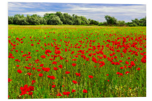 Tableau en PVC Pré de coquelicots