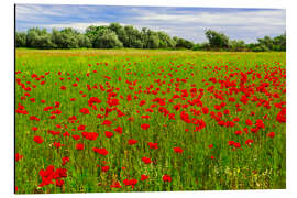 Magnettafel Mohnlandschaft