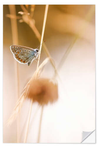 Wall sticker Magical glow