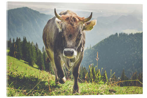 Obraz na szkle akrylowym Cow in the mountains