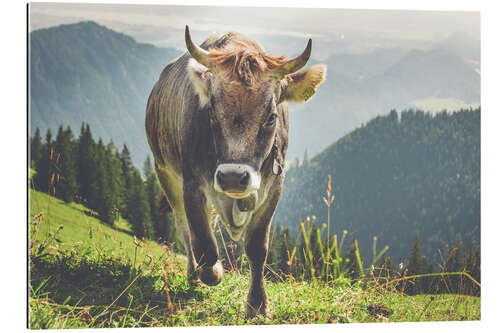 Gallery print Cow in the mountains