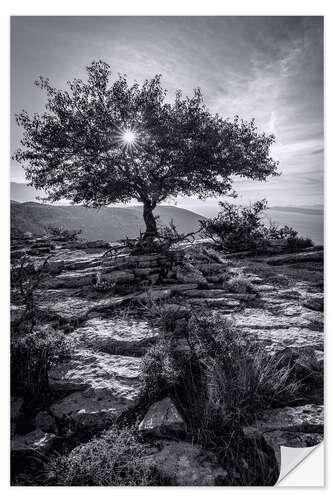 Naklejka na ścianę Sun Star Tree