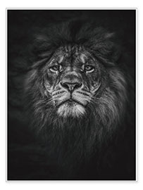 Plakat Majestatyczny lew