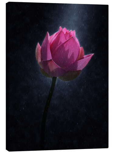 Canvas print Lotus flower in the rain