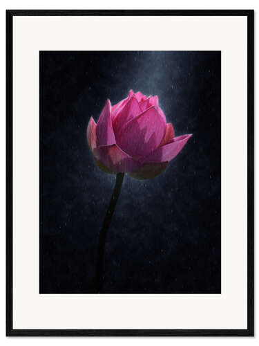 Kehystetty taidepainatus Lotus flower in the rain