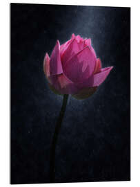 Tableau en plexi-alu Fleur de lotus sous la pluie