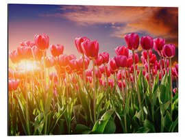 Aluminium print Tulip field in the evening light