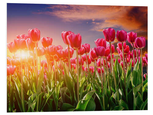 Cuadro de PVC Tulip field in the evening light