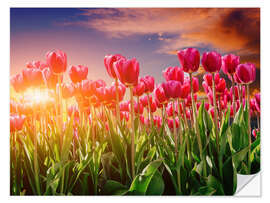 Selvklebende plakat Tulip field in the evening light