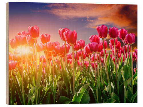 Wood print Tulip field in the evening light