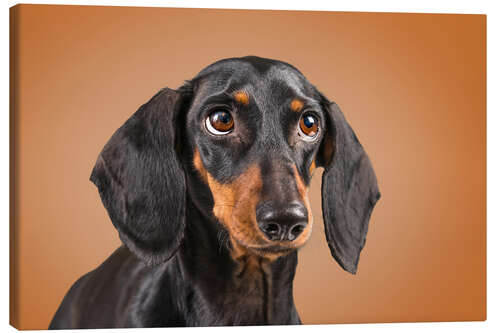 Canvas print Dachshund looking