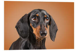 Tableau en PVC Dachshund looking