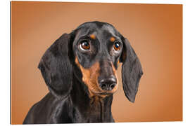 Tableau en plexi-alu Dachshund looking