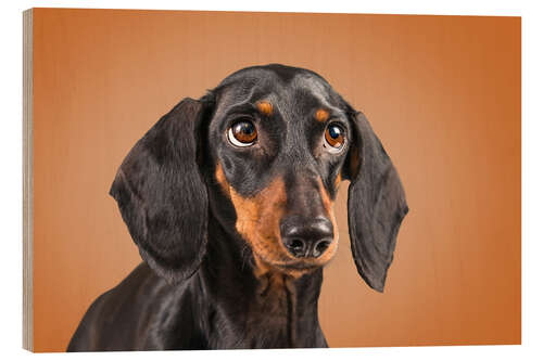 Wood print Dachshund looking