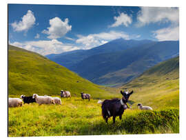 Alumiinitaulu Herd of sheep and goats in the mountains