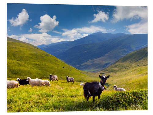 Cuadro de PVC Herd of sheep and goats in the mountains