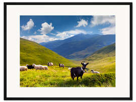 Gerahmter Kunstdruck Herde von Schafen und Ziegen in den Bergen