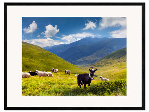 Impresión de arte enmarcada Herd of sheep and goats in the mountains