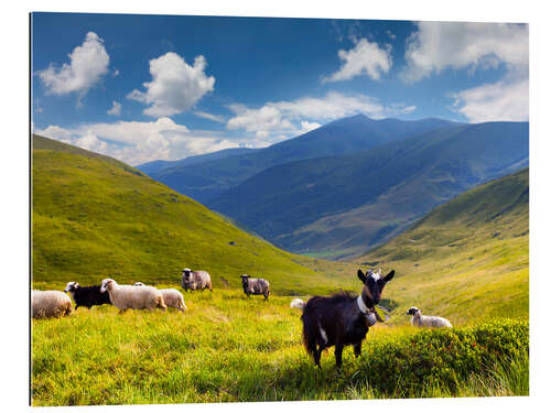 Gallery print Herd of sheep and goats in the mountains