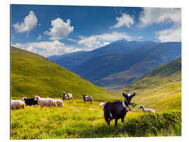 Gallery print Herd of sheep and goats in the mountains