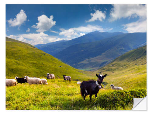 Wall sticker Herd of sheep and goats in the mountains