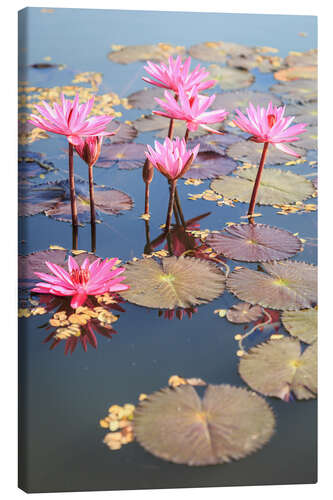 Canvastavla Pink lotus flower