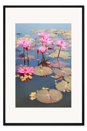 Gerahmter Kunstdruck Rosafarbene Lotosblume