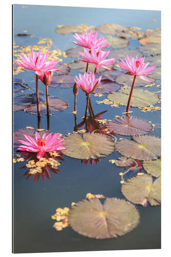 Galleritryck Pink lotus flower