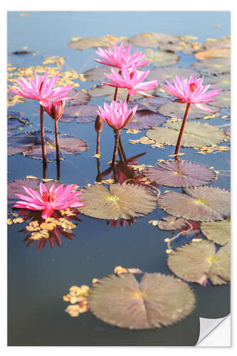 Vinilo para la pared Pink lotus flower