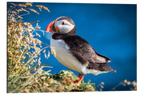 Aluminium print Puffin on Iceland