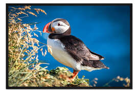 Gerahmter Kunstdruck Island, Puffin (Papageitaucher)