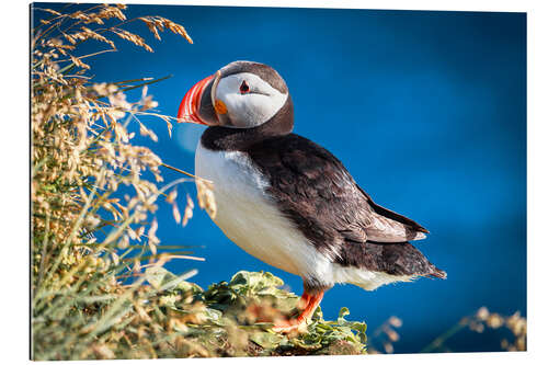 Gallery print Puffin on Iceland