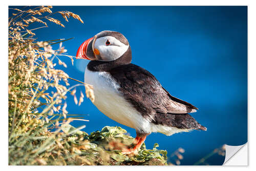 Naklejka na ścianę Puffin on Iceland