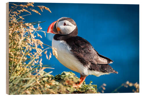 Wood print Puffin on Iceland