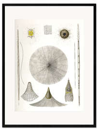 Impression artistique encadrée Radiolaires, planche n° 4 (Rhizopoda radiaria, 1862)