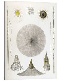 Magnettafel Radiolaria, Tafel 4 (Die Radiolarien, Rhizopoda radiaria, 1862)
