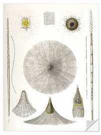 Wall sticker Radiolaria, plate 4 (Rhizopoda radiaria, 1862)