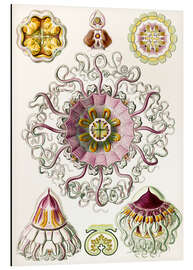 Magnettafel Taschenquallen, Peromedusae, Periphylla (Kunstformen der Natur, 1899)